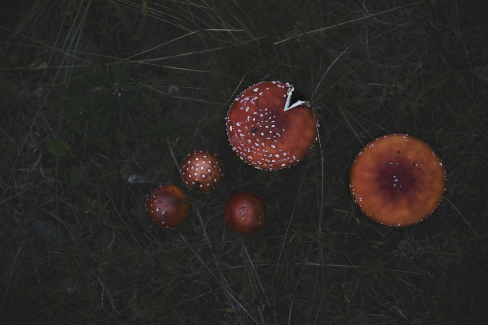 야생 광대버섯, 사진제공: 게티이미지코리아