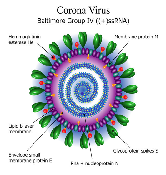 코로나 바이러스 구조, 자료제공: 조금호