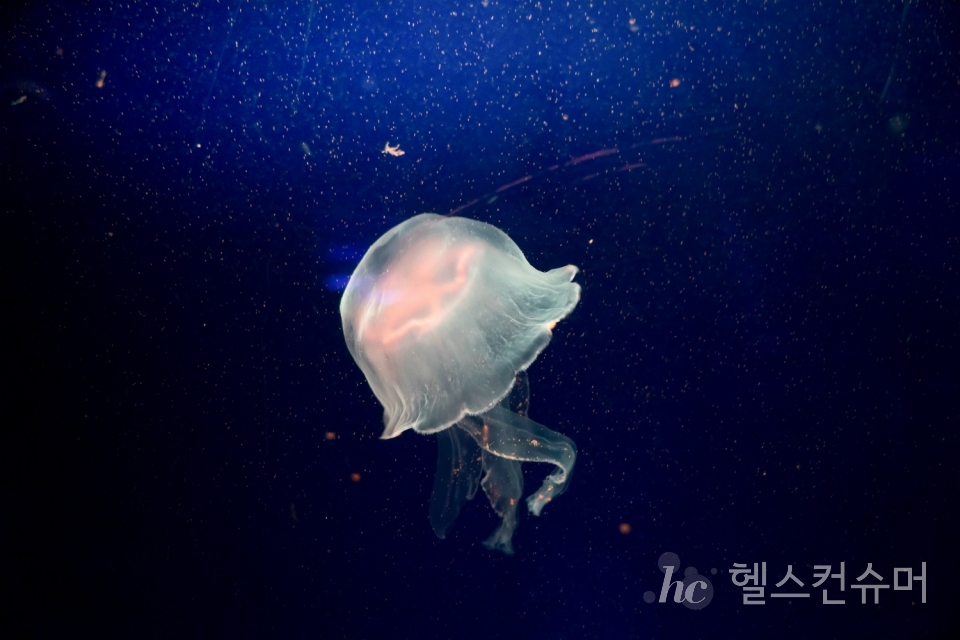 사진제공: 게티이미지코리아