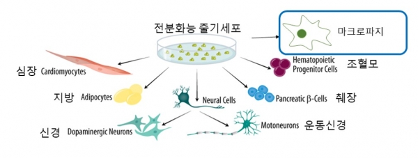 전분화능 줄기세포주. 자료제공: 보건복지부 질병관리본부