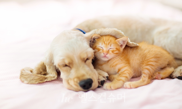 개털 알레르기? 기생충 감염 때문일 수 있다 - 헬스컨슈머 개털 알레르기? 기생충 감염 때문일 수 있다