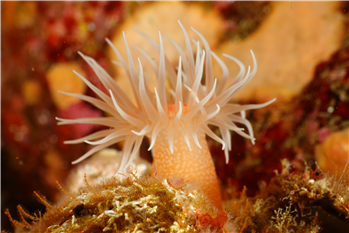 ▲제주도에서 자생하는 별란말미잘(Halcurias carlgreni).<br>